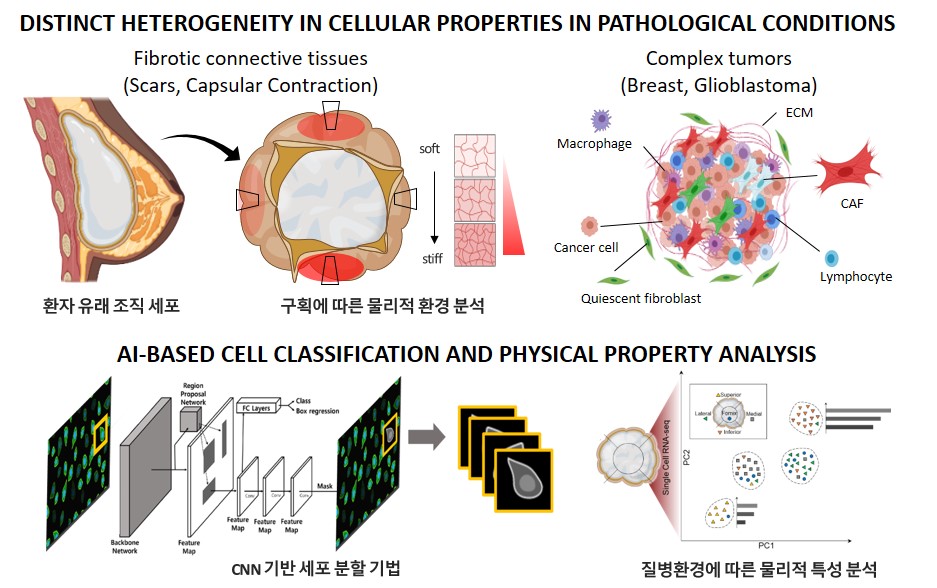 AI-based cell classification and phenotypic analysis